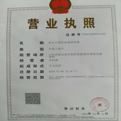 紅顏草莓苗——山東基地直銷，品質與服務的雙重保障